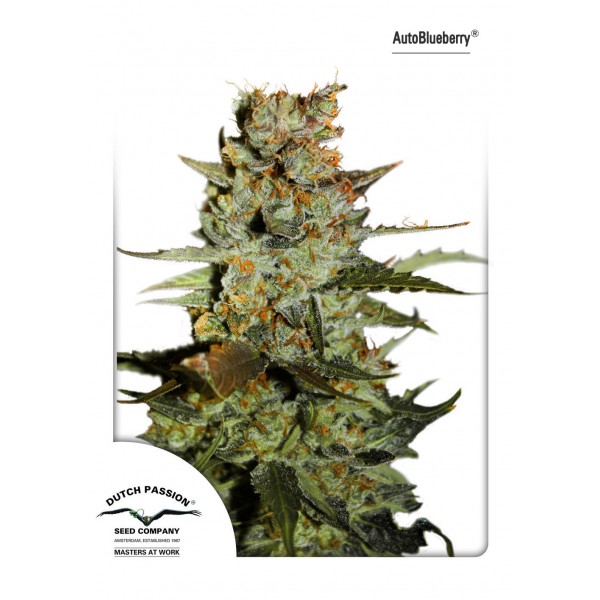 AutoBlueberry-Dutch-Passion-600x600 (1)