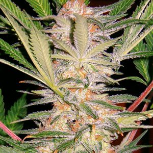 S.A.D. Sweet Afgani Delicious S1 - Sweet Seeds