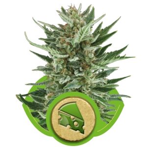 royal cheese automatic royal queen seeds