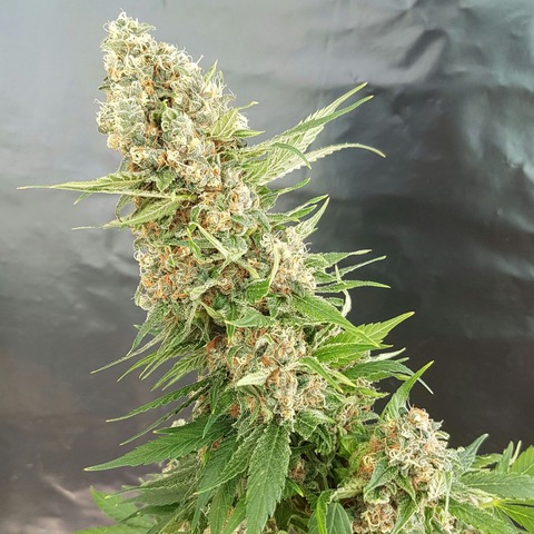 Critical-Gorilla-Expert-Seeds-Cannabis-Seeds