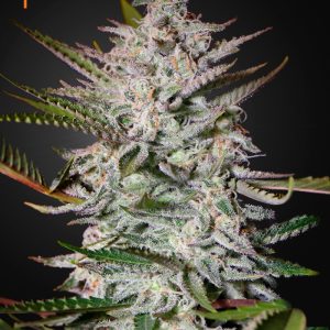 Holy Punch - GREEN HOUSE SEEDS