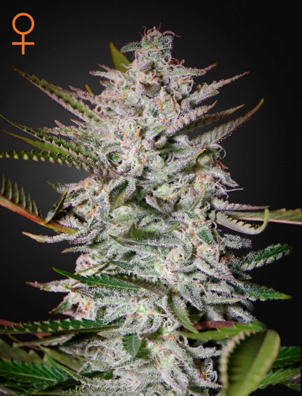 Holy Punch - GREEN HOUSE SEEDS