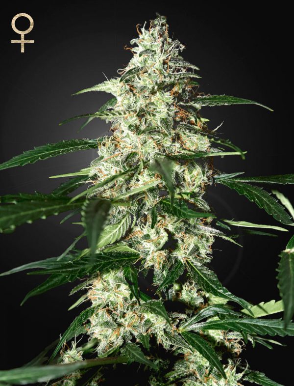 Skunk Auto - GREEN HOUSE SEEDS
