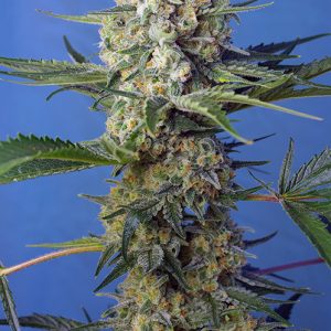 Crystal Candy F1 Fast Version – SWEET SEEDS