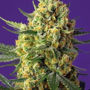 Crystal Candy XL Auto – Sweet Seeds