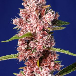 Tropicanna Poison F1 Fast Version – SWEET SEEDS