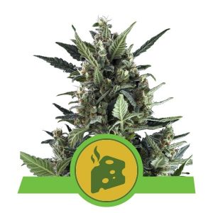 Blue Cheese Automatic - Royal Queen