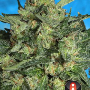 Auto White Russian #1 - Serious Seeds