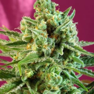 S.A.D. Sweet Afgani Delicious CBD - Sweet Seeds