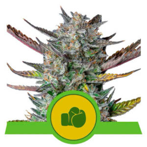 Purple Punch Automatic – Royal Queen